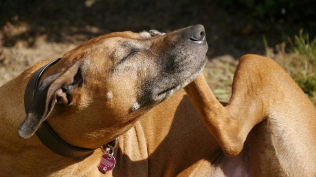 Ein Hund kratzt an einem Zoll, ein häufiges Symptom von Hundeschuppen.