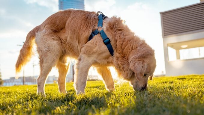 Golden Retriever schnüffelt Naturschutzhunde