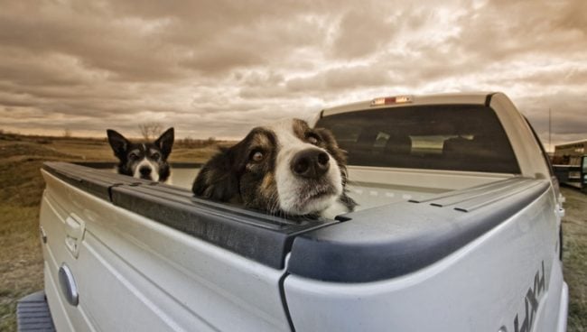 Autounfälle mit Hunden können passieren – manchmal, wenn solche Hunde hinten in einem Auto sitzen