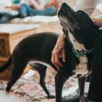 Die 3-3-3-Regel für das Heimbringen eines Rettungshundes