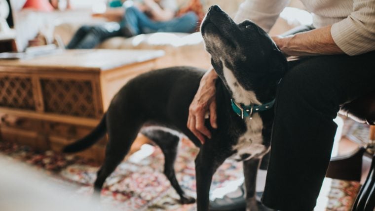 Die 3-3-3-Regel für das Heimbringen eines Rettungshundes