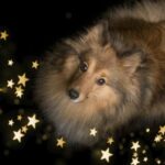 Die besten von der Astrologie inspirierten Hundenamen