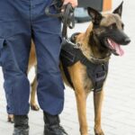 Der Dallas-Polizeihund rettet einen Polizisten bei einer Schießerei