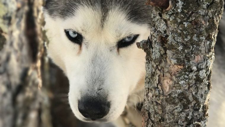 Ein Hund, der ein Tier jagt, steckt mit dem Kopf in einem Baum fest