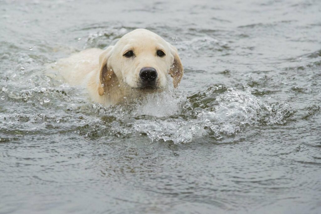 Hund an sinkendes Boot gefesselt von Küstenwache gerettet