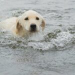 Hund an sinkendes Boot gefesselt von Küstenwache gerettet