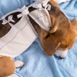 Wie chirurgische Rettungsanzüge Hunden helfen zu heilen