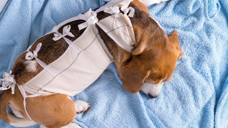 Wie chirurgische Rettungsanzüge Hunden helfen zu heilen