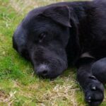 Hund von unbekanntem Wildtier im Hinterhof getötet