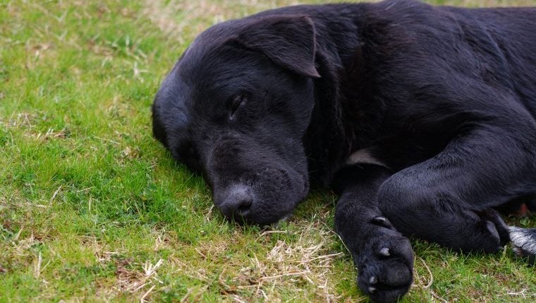 Hund von unbekanntem Wildtier im Hinterhof getötet