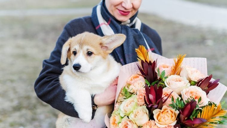 Top 10 hundesichere Blumen zum Muttertag