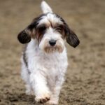 Beste Hundenamen für Petit Basset Griffon Vendéen