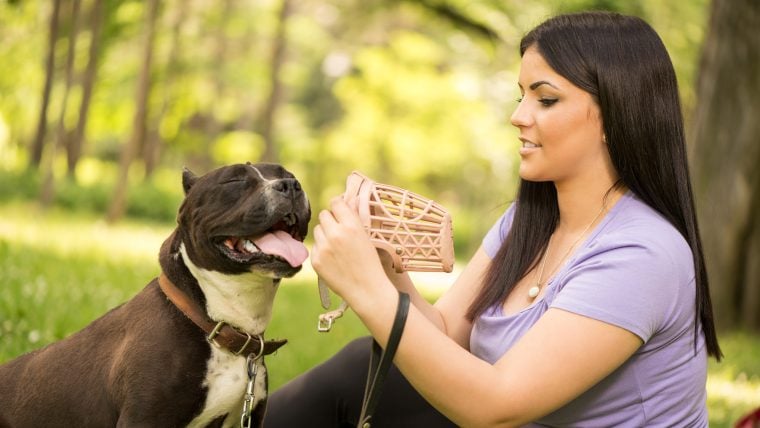 Maulkörbe für Hunde: Wie und wann man einen verwendet