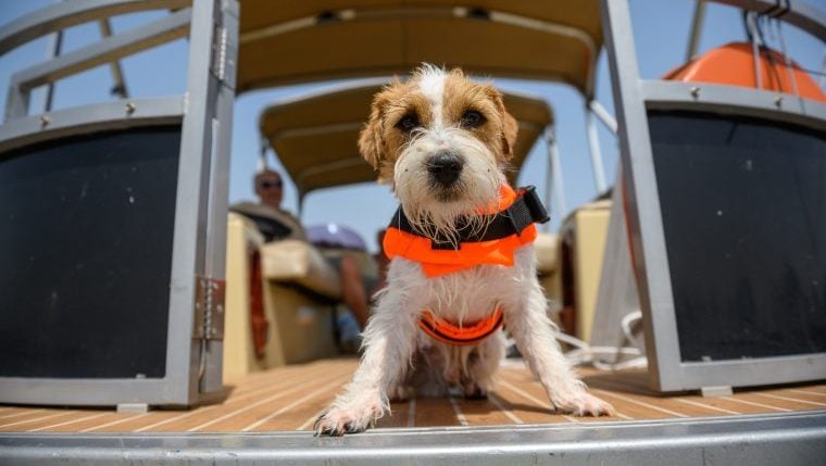 Der komplette Leitfaden zum Bootfahren mit Hunden