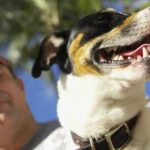 Einfache Möglichkeiten, Betrug bei der Hundeadoption zu erkennen