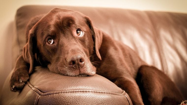 So bringen Sie Ihrem Hund bei, nicht auf der Couch zu sitzen
