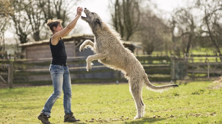Größte Hunderassen der Welt