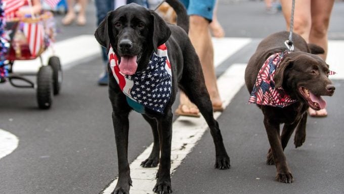 Hunde, die bei Paraden spazieren gehen Sicherheitstipps für Hunde bei Paraden