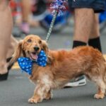 Die besten Sicherheitstipps für Hunde bei Paraden