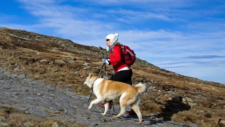 Hund nach Besteigung des höchsten Berges Englands gerettet