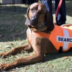 Top-Hunderassen für Such- und Rettungseinsätze