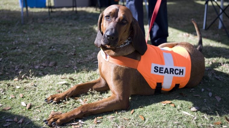 Top-Hunderassen für Such- und Rettungseinsätze