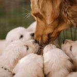 Hund mit 10 Welpen im Tierheim ausgesetzt