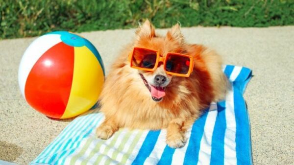 Die besten Sommer-Sicherheitstipps für Hunde und ihre Besitzer