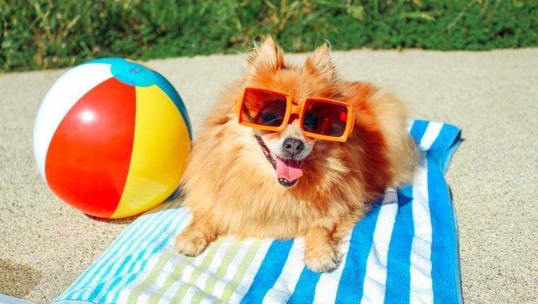 Die besten Sommer-Sicherheitstipps für Hunde und ihre Besitzer