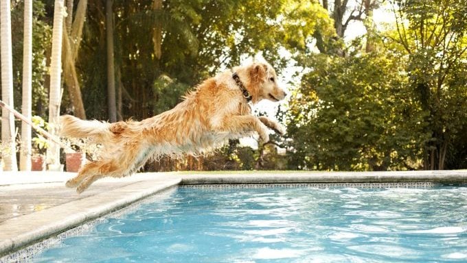 Hund springt in den Pool, Doggy-Poolparty