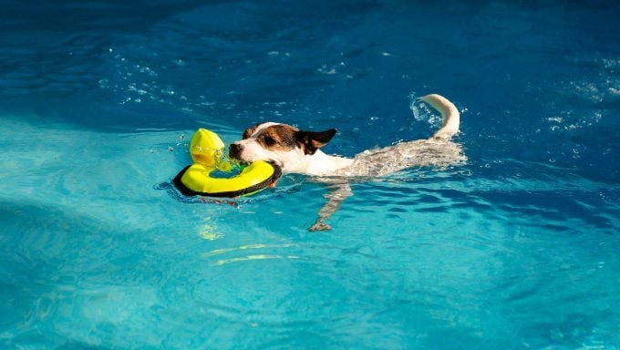 Jack Russell Terrier schwimmt im Pool mit Spielzeug im Mund