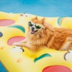 So veranstalten Sie die beste Doggy-Poolparty aller Zeiten