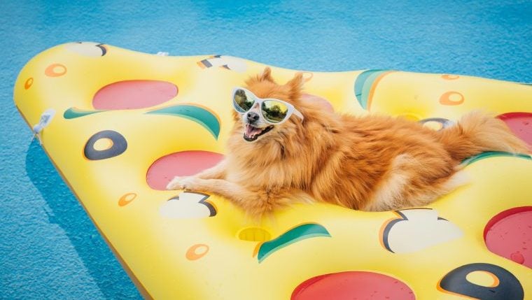 So veranstalten Sie die beste Doggy-Poolparty aller Zeiten