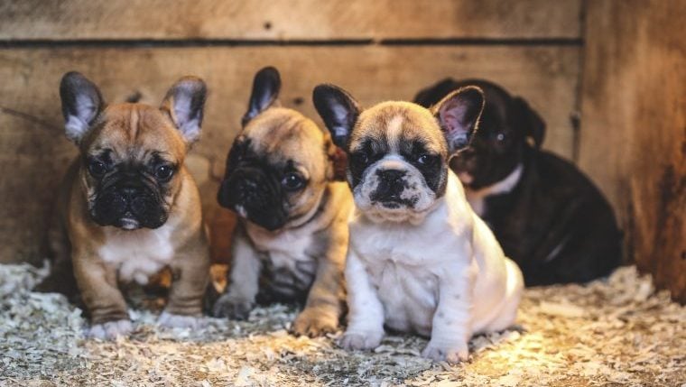 Französische Bulldoggenwelpen aus Wisconsin-Haus gestohlen
