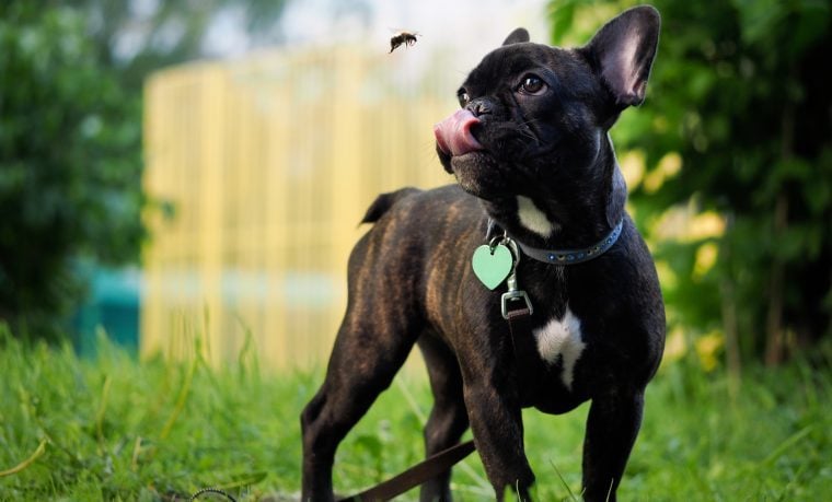 Hund aus Los Angeles von Bienenschwarm angegriffen