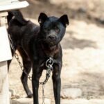 8 Hunde aus mutmaßlichem Hundekampfring gerettet