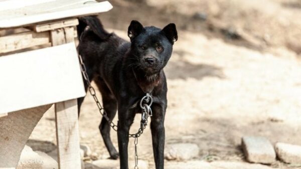 8 Hunde aus mutmaßlichem Hundekampfring gerettet