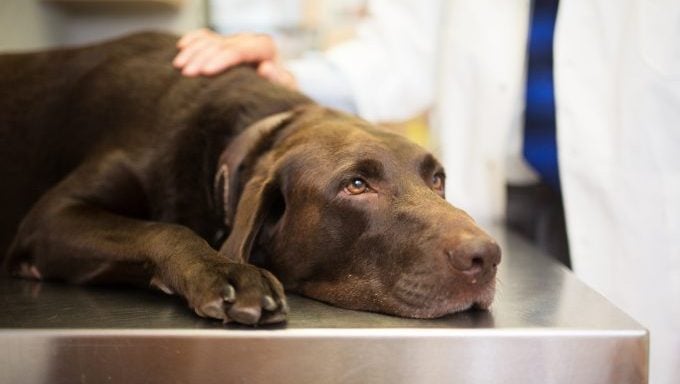 Labrador Retriever beim Tierarzt Hunde von Nachbarn vergiftet