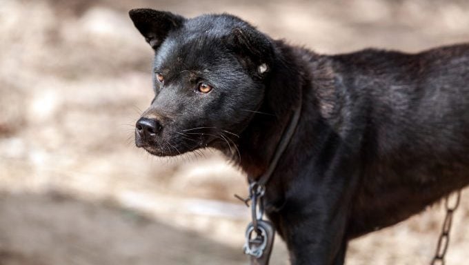 Vernachlässigter Hund an der Kette Hunde aus mutmaßlichem Hundekampfring gerettet