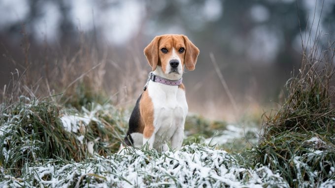 Der Beagle ist eine der besten Hunderassen für die Jagd