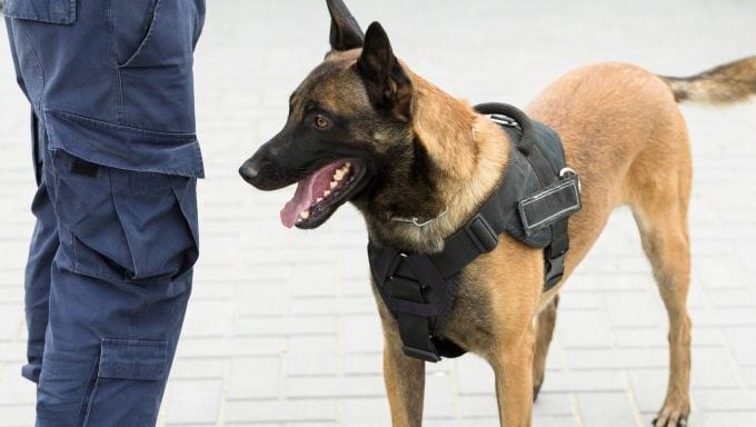 Polizeihund mit Offizier
