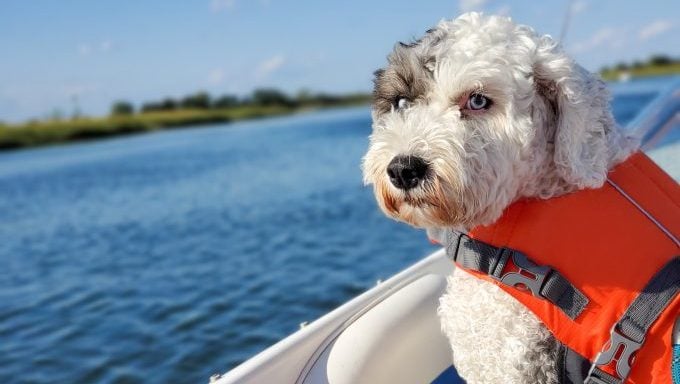 Hund in Schwimmweste auf dem Boot – Leitfaden zum Bootfahren mit Hunden
