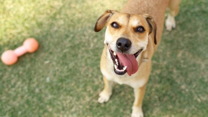 glücklich lächelnder Hund Platzhirschnamen in jedem Bundesstaat