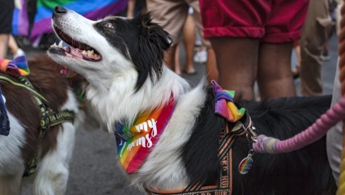 Hund bei der Pride-Parade Sicherheitstipps für Hunde bei Paraden