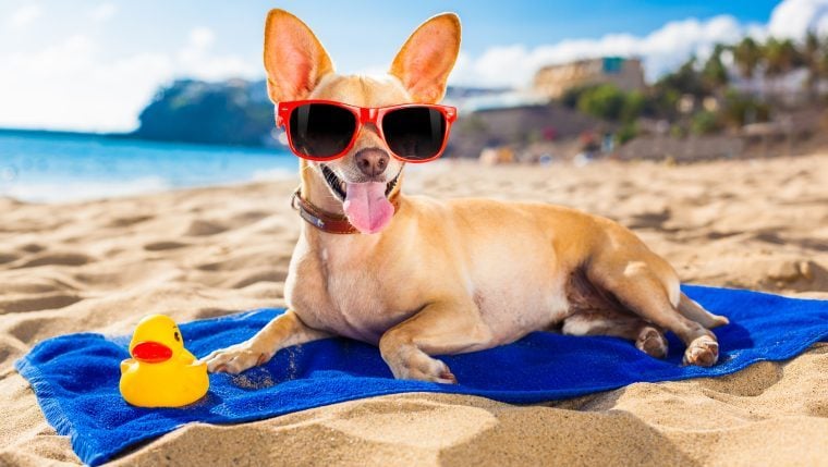Chihuahua mit Sonnenbrille entspannen sich am Strand, Sommerschutzhunde