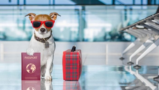 Jack-Russell-Terrier mit Reise-inspirierten Hundenamen für Reisepass und Koffer