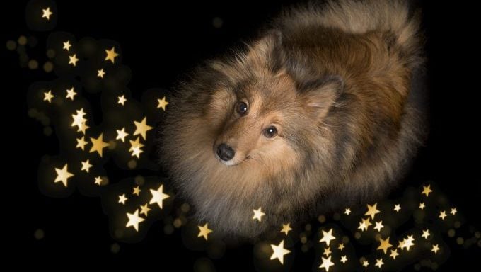 Hund, umgeben von Sternen, Hundenamen, Astrologie