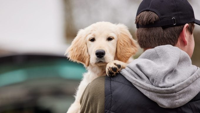 Mann stiehlt Hund zur emotionalen Unterstützung