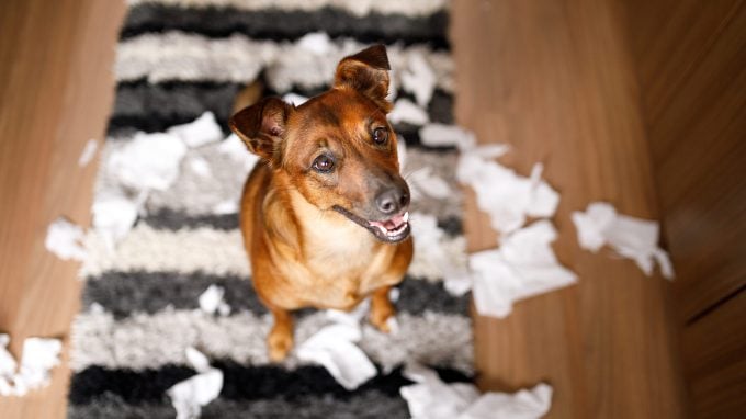 Mischlingshund zeigt einige häufige Fehler, die neue Hundebesitzer machen
