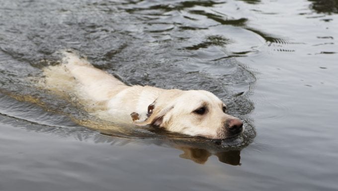 nasser hund schwimmender hund aus sinkendem boot gerettet